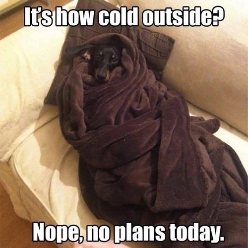 dog cold ooutside.jpg